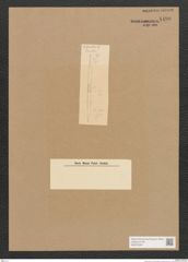 Diatomeae indet. Zeichnungen Sammlung Grunow Nr. 4490 (NHMW-BOT-W0372449)